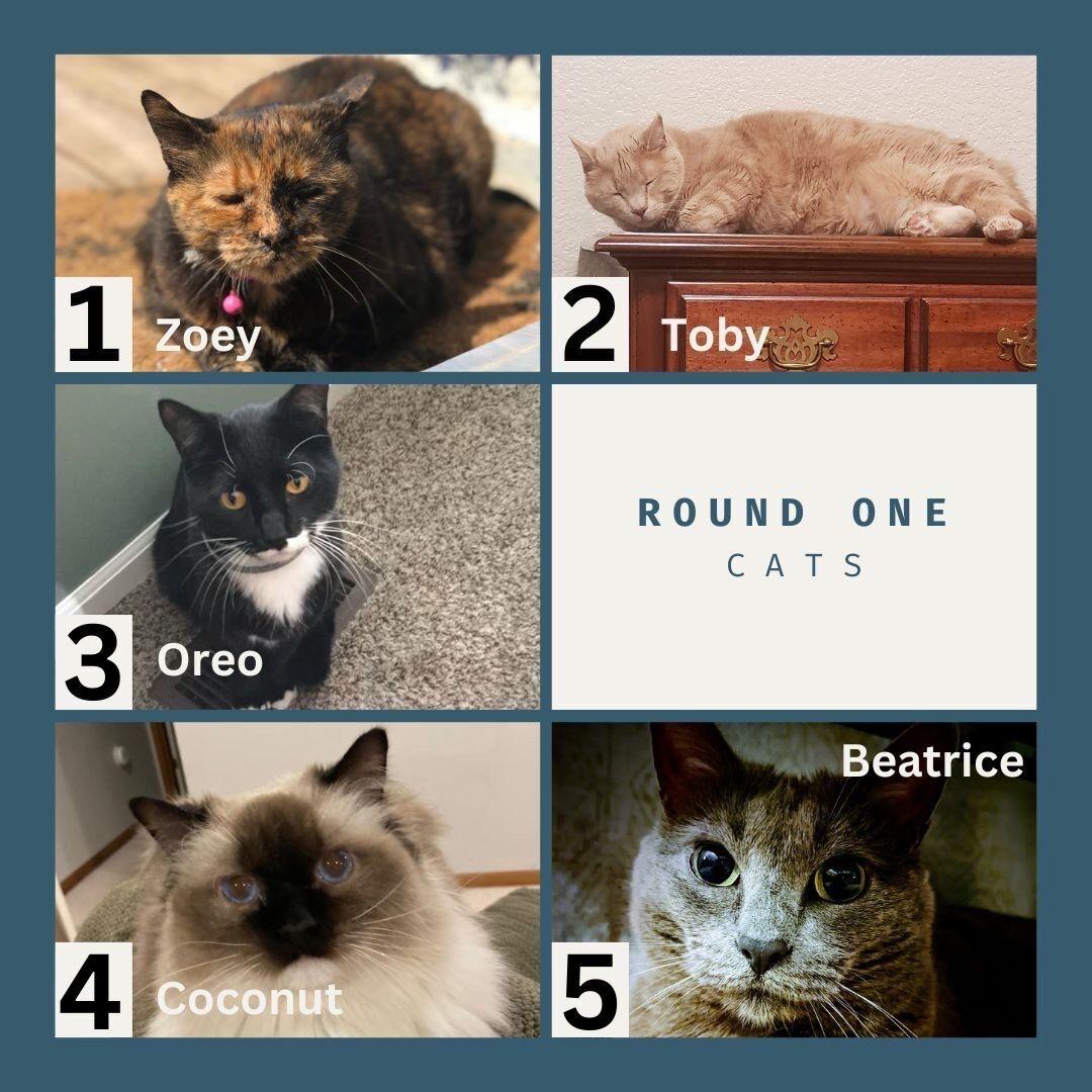 Eudorable Pet Madness voting starts Wednesday
