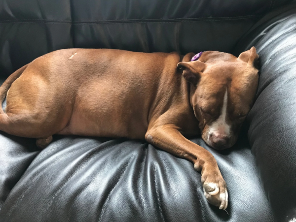 Patty Villalobos’s 5-year-old pitbull, Lah, has had increased anxiety since the start of the stay-at-home order.
