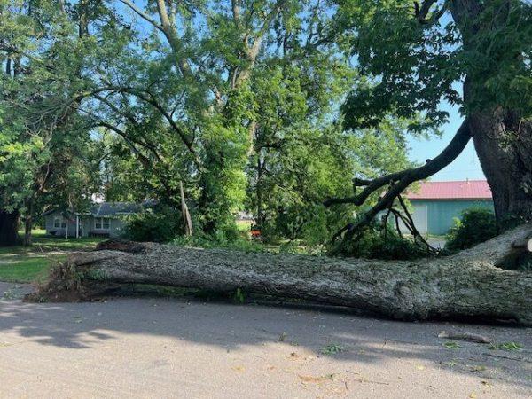 A tree fell in the road near Pilla Park.